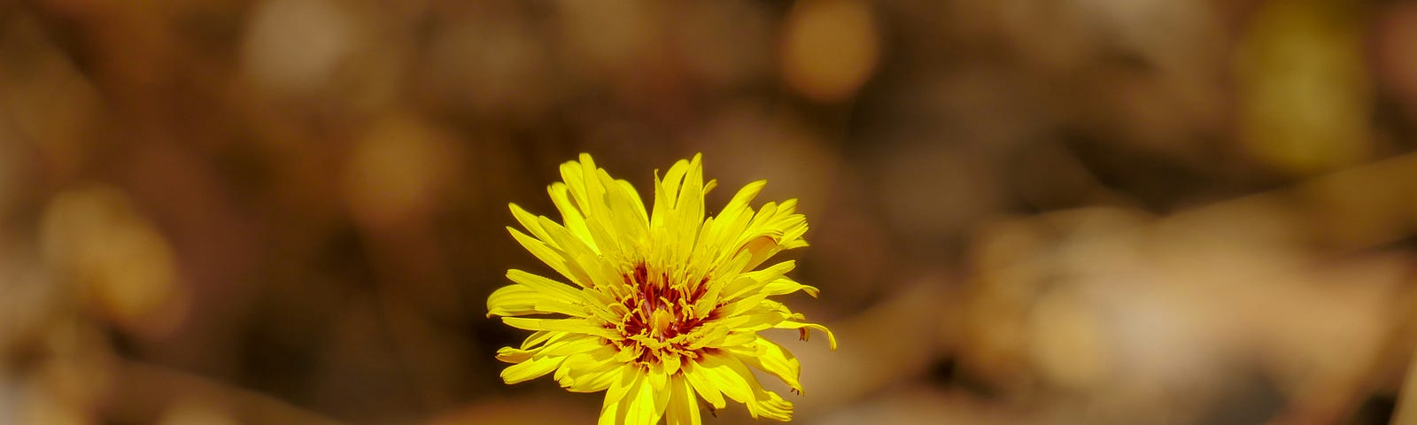 A yellow flower against a blurred green background