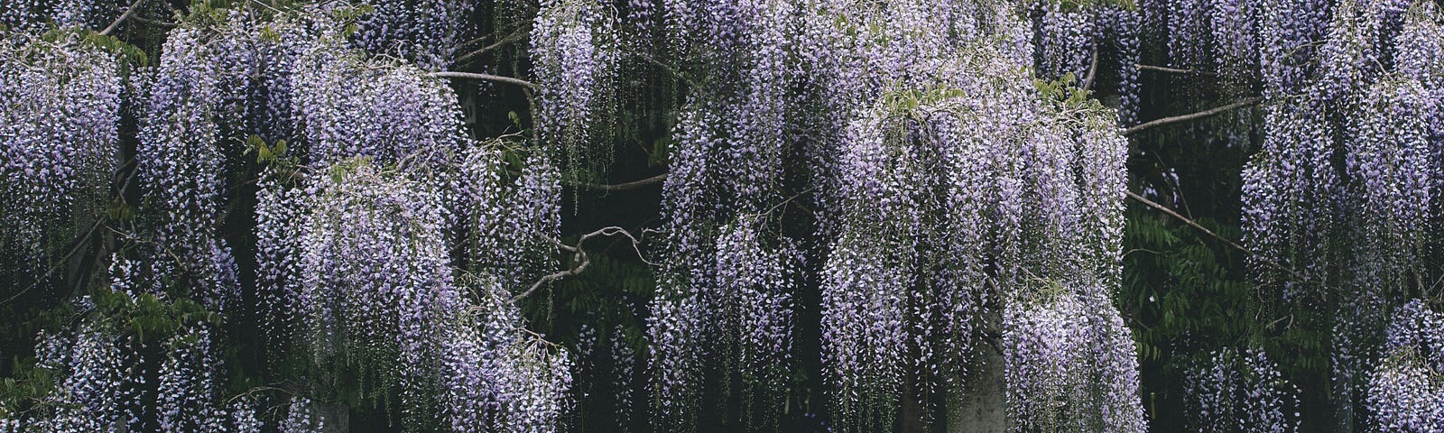 cascading wisteria