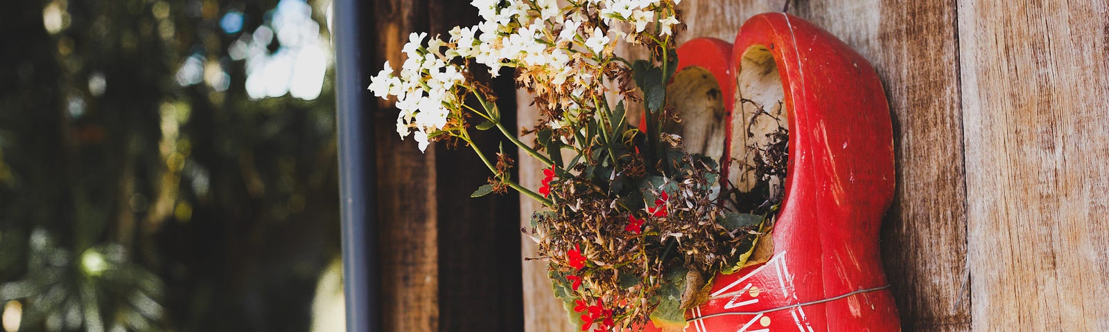 An image of red wooden clogs hanging on a wall with plants in them. Clogs is one of the Dutch traditions.