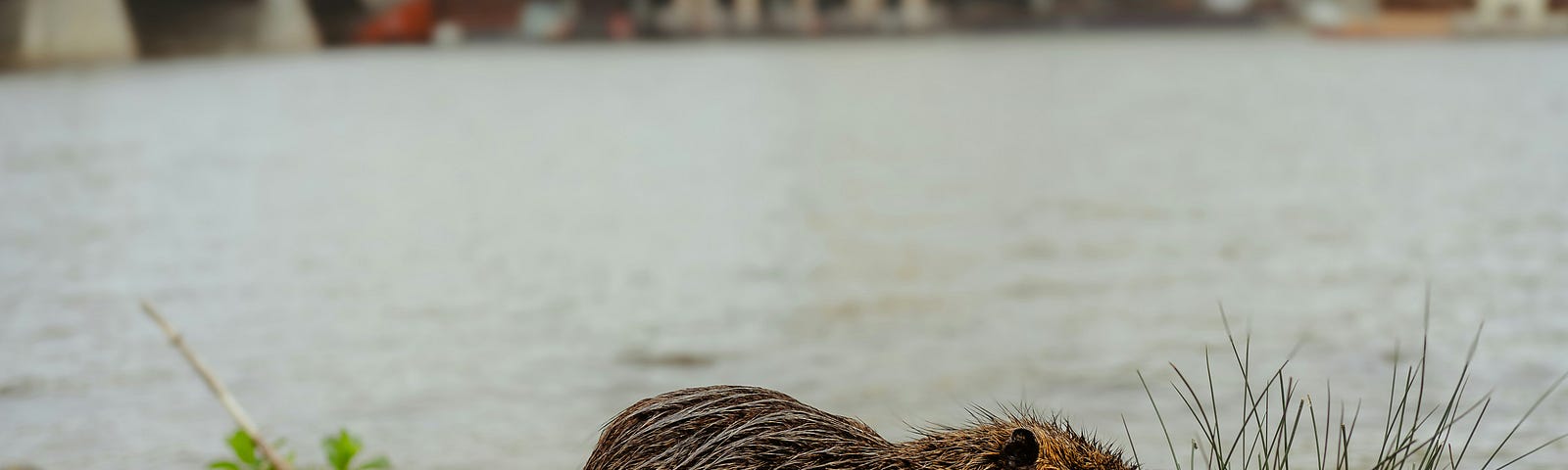 A muskrat in the river bank with a bridge in the background.