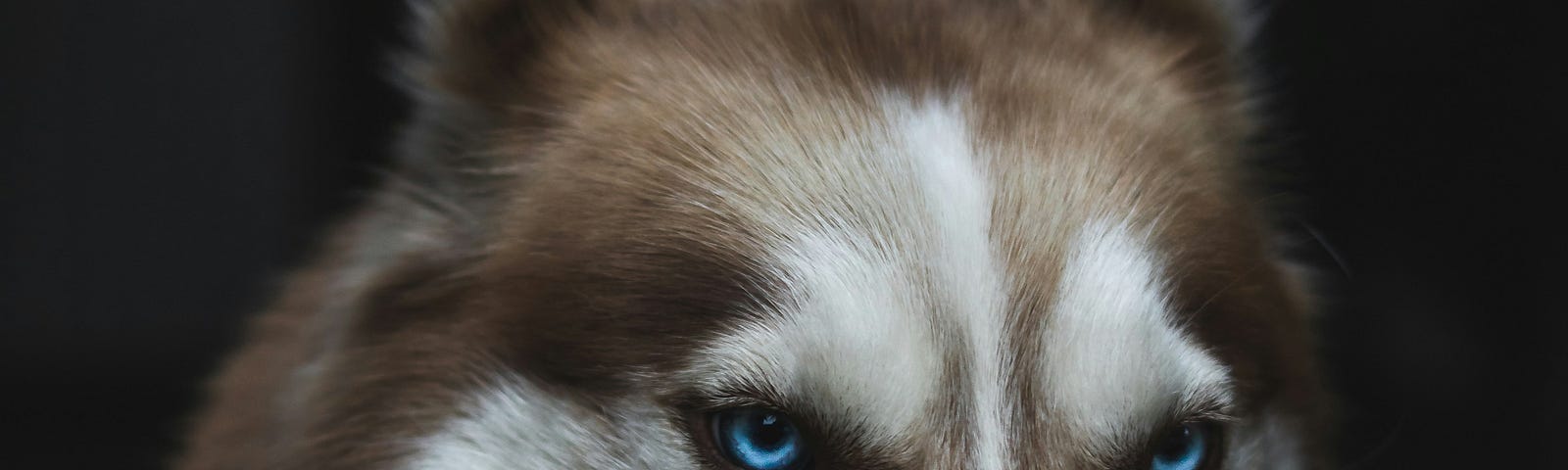 A close up of a wolf