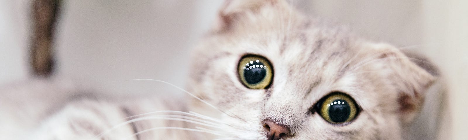A little white cat with big green eyes is looking up anxiously
