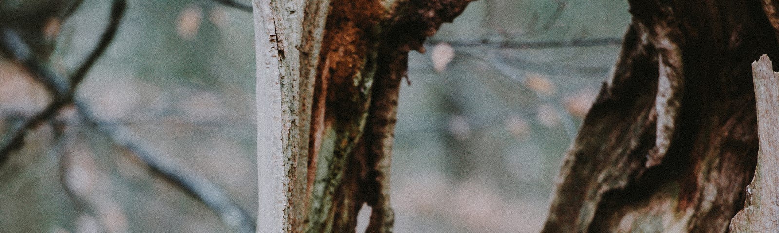 a boy leaning on a hollowed out tree