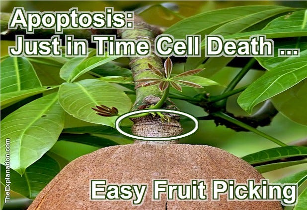 Apoptosis — chronobiology with just in time cell death allows severing of fruit from stem for easy picking.