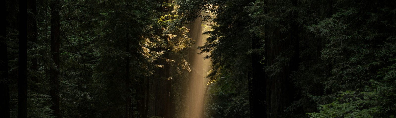 road through a forest