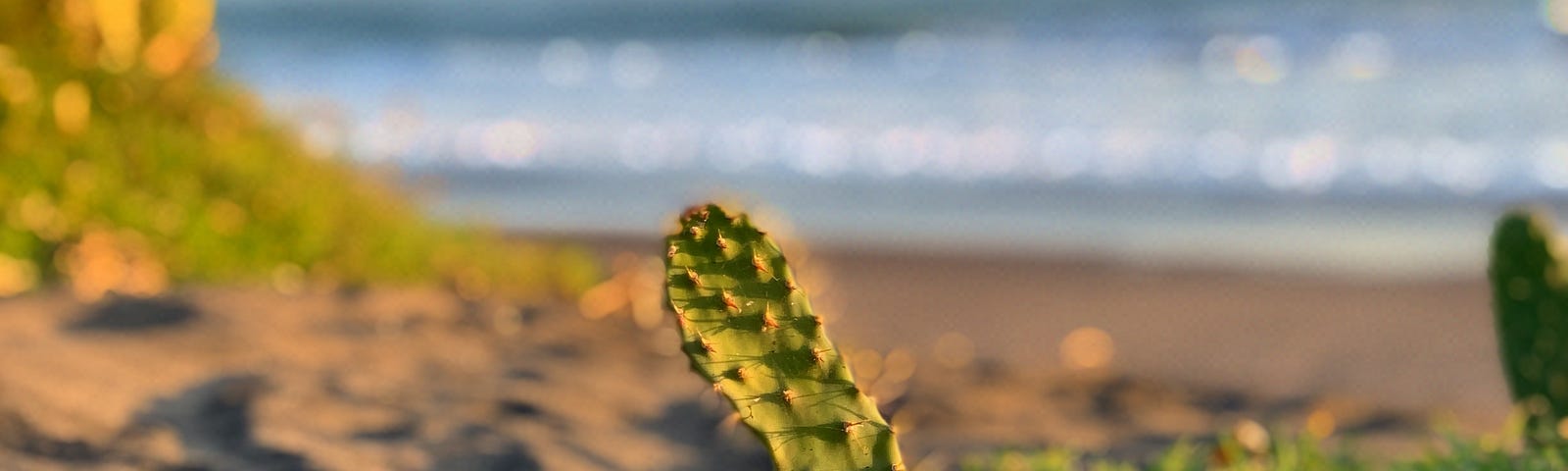 A prickly pear grows on the beach. ’Tis the Season by Jim Latham