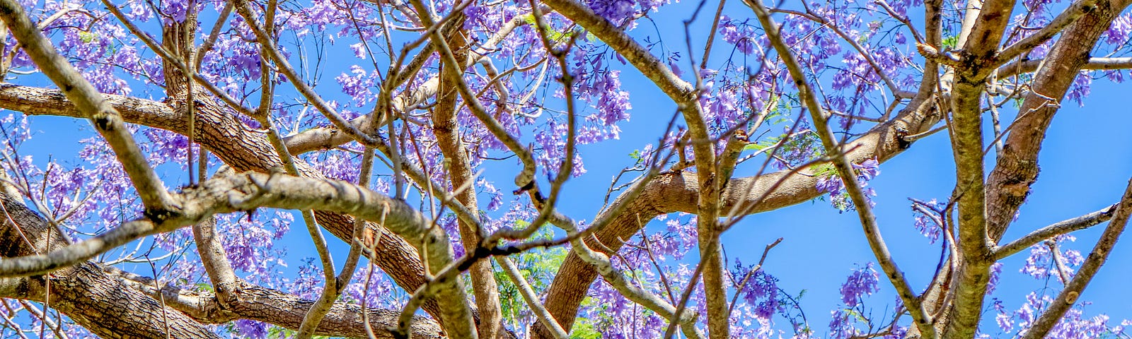 Purple flowers of a jacaranda tree against the sky’s blue backdrop