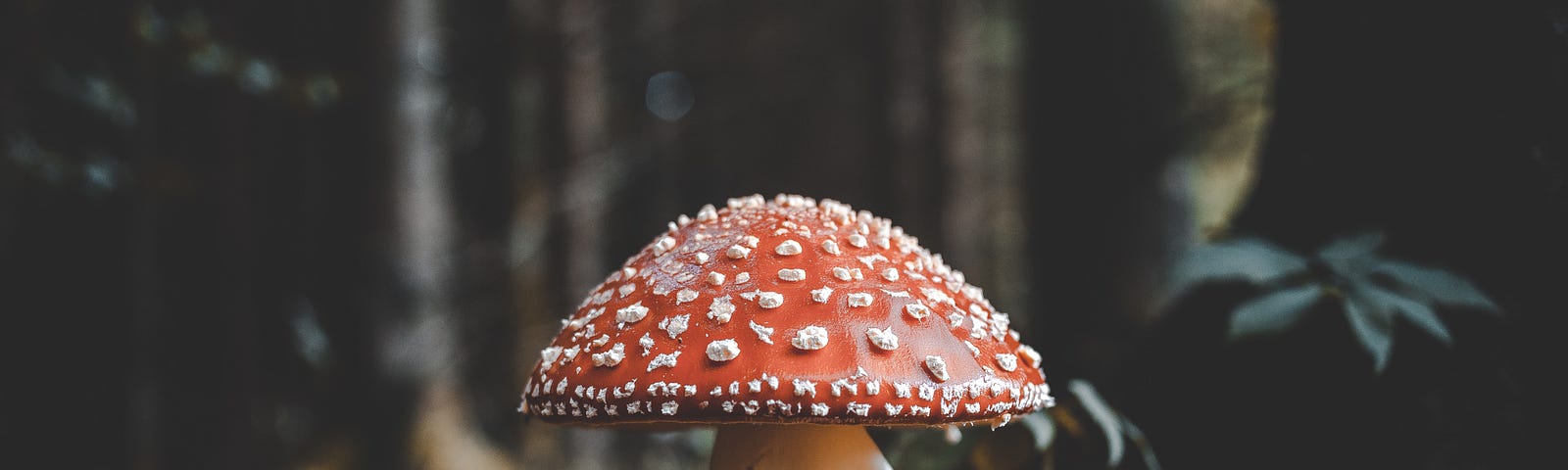 A forest toadstool