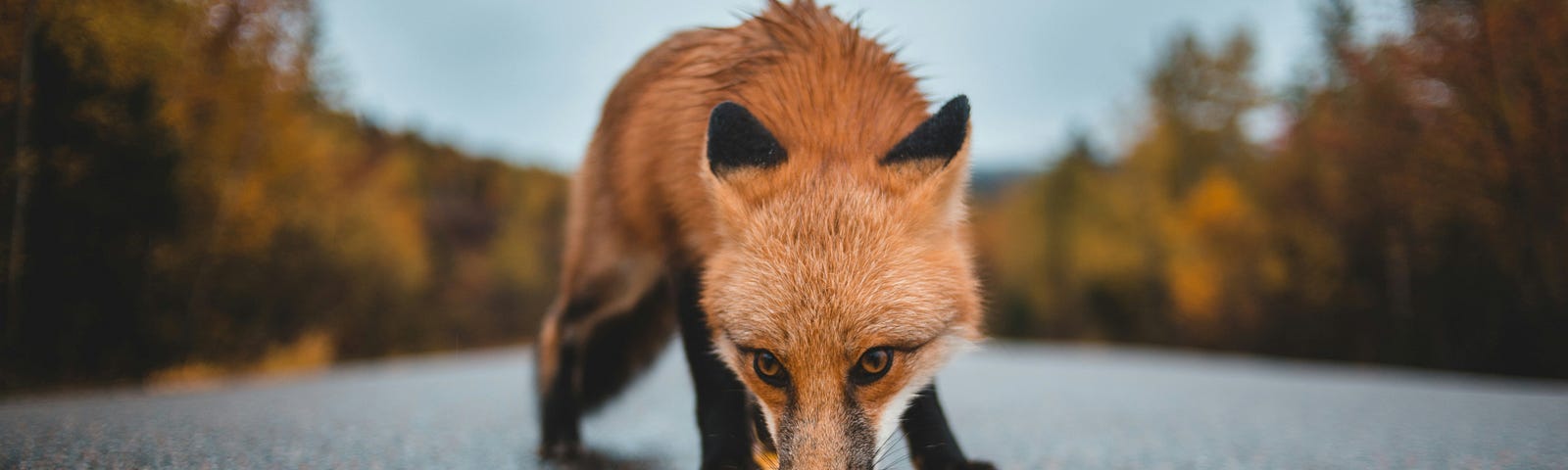 A fox sniffs the yellow line in the middle of a road