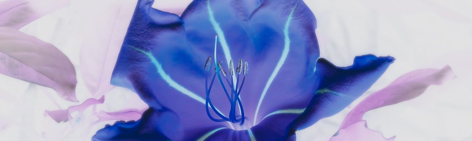 A blue flower, in negative light