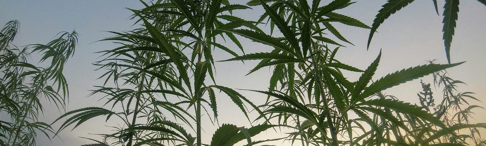 A field of marijuana plants and a blue sky