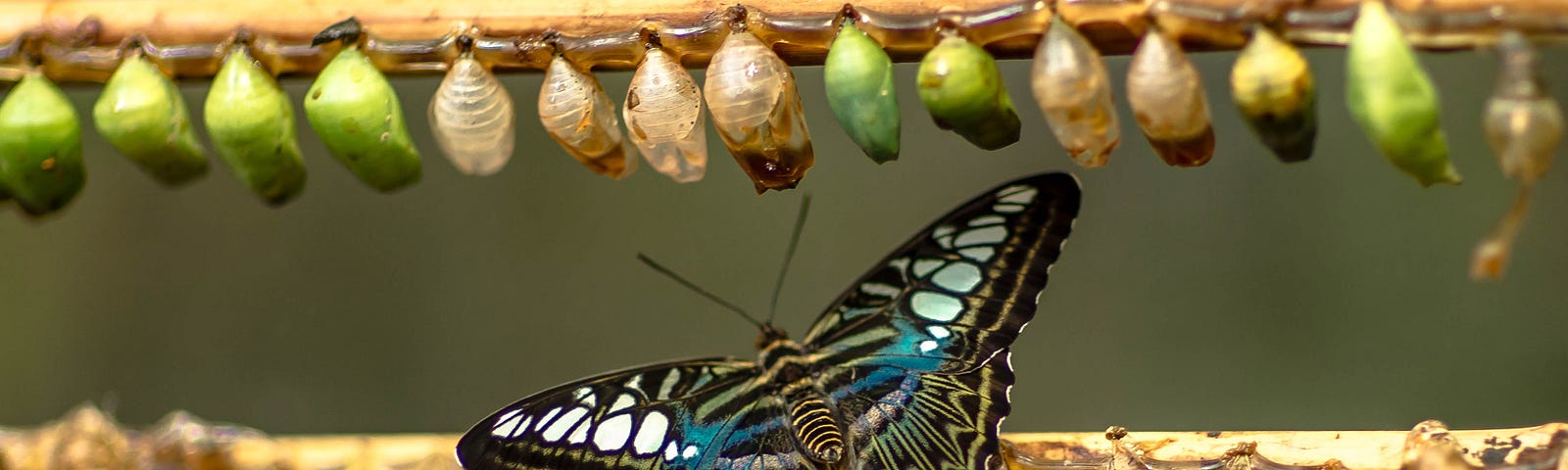 A butterfly opens its wings in front of two rows of chrysalises