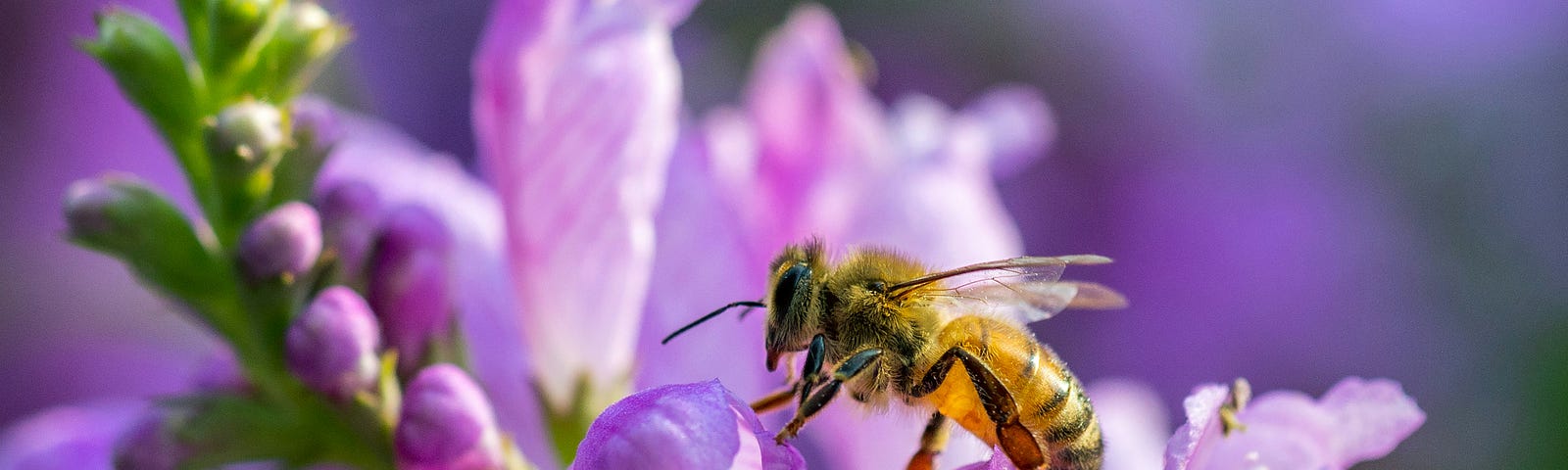 A bee gathers nectar and pollinates a flower
