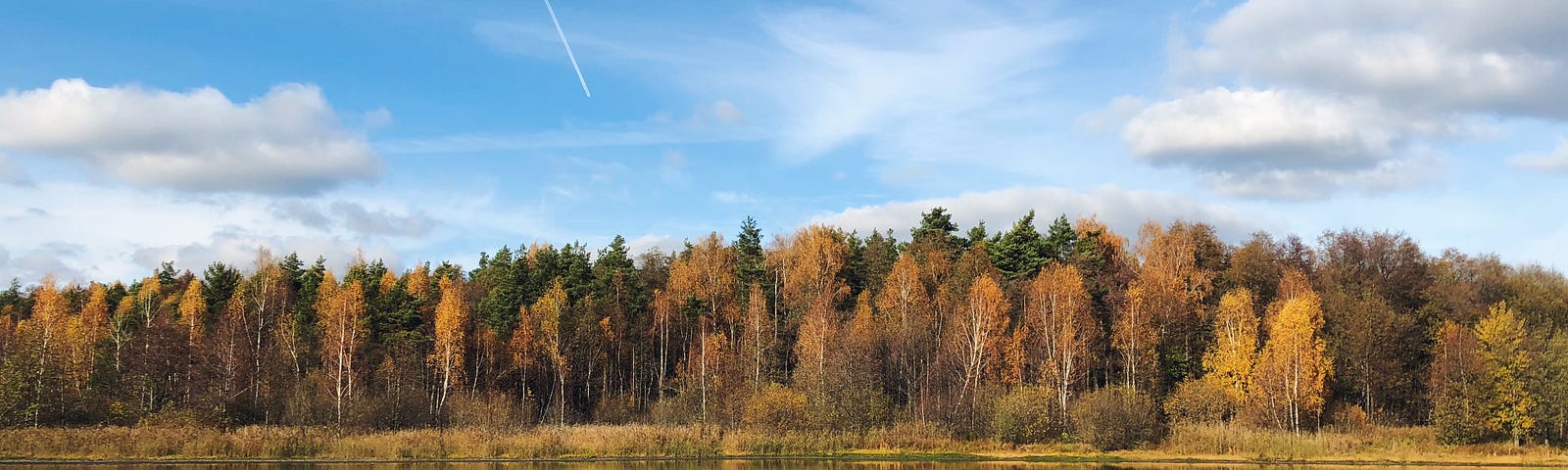 conifers and birch trees in autumn on a lake shoreline