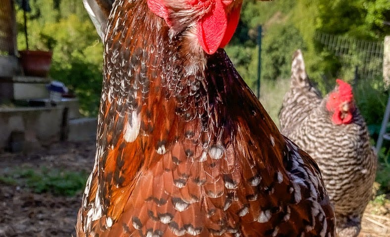 Hen at the Chicken Ranch in Santa Cruz, California.