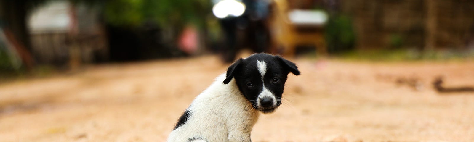A photo of a small black and white puppy sitting alone and abandoned on a dirt road.