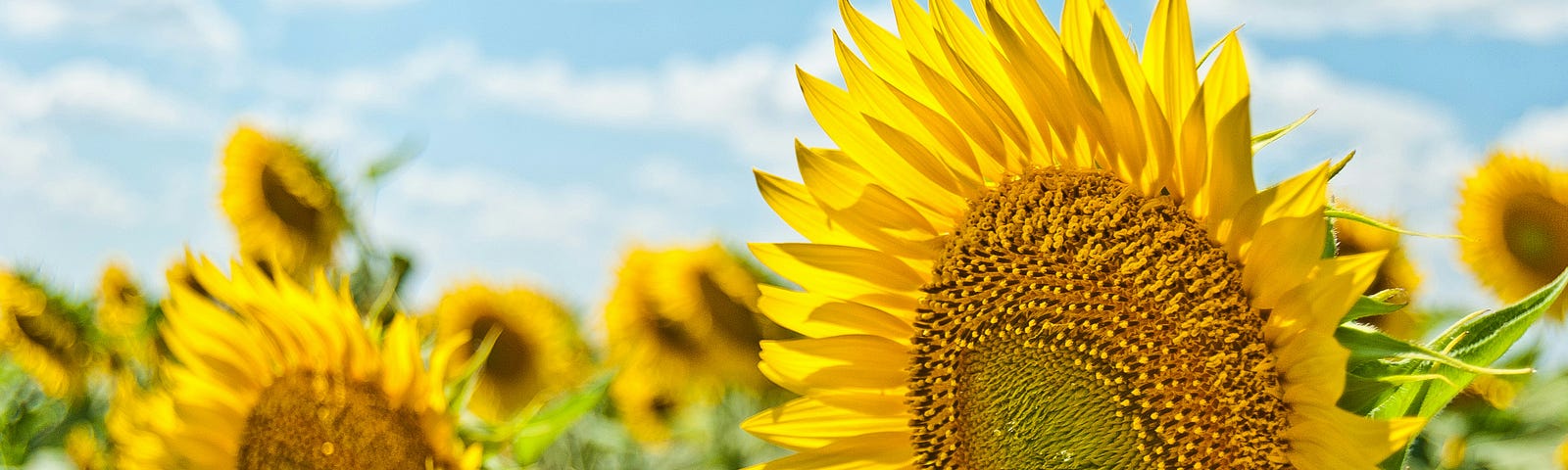 A field of sunflowers