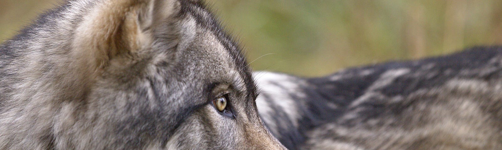 Gray wolf Vancouver Island BC