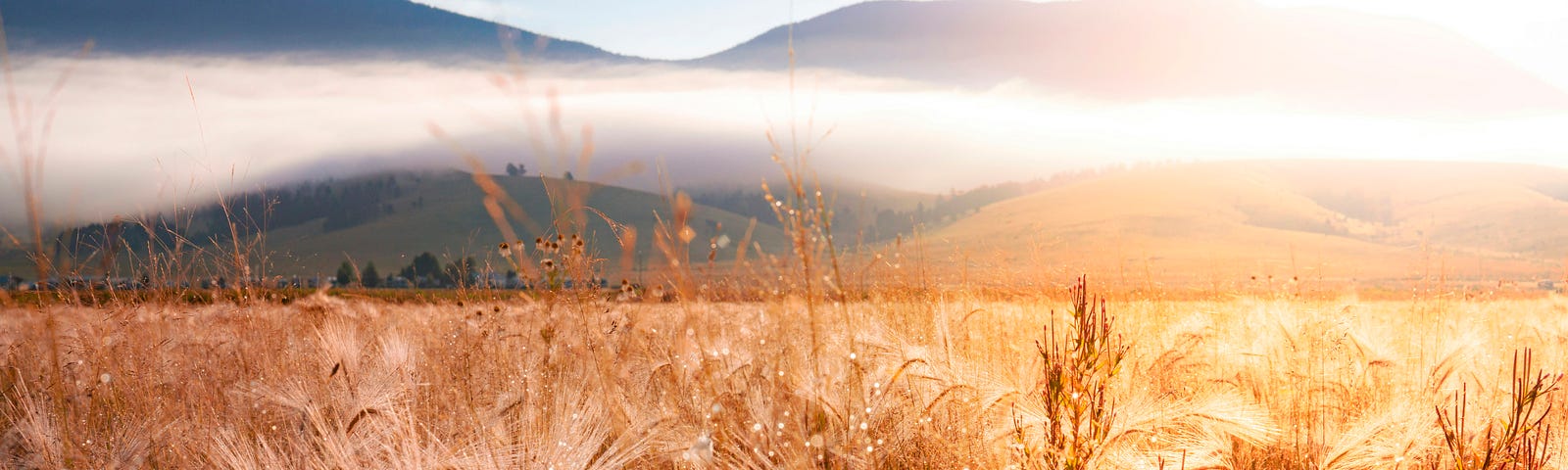 A field of golden wheat with misty hills on the horizon.