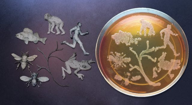 microbes-can-influence-evolution-of-their-hosts