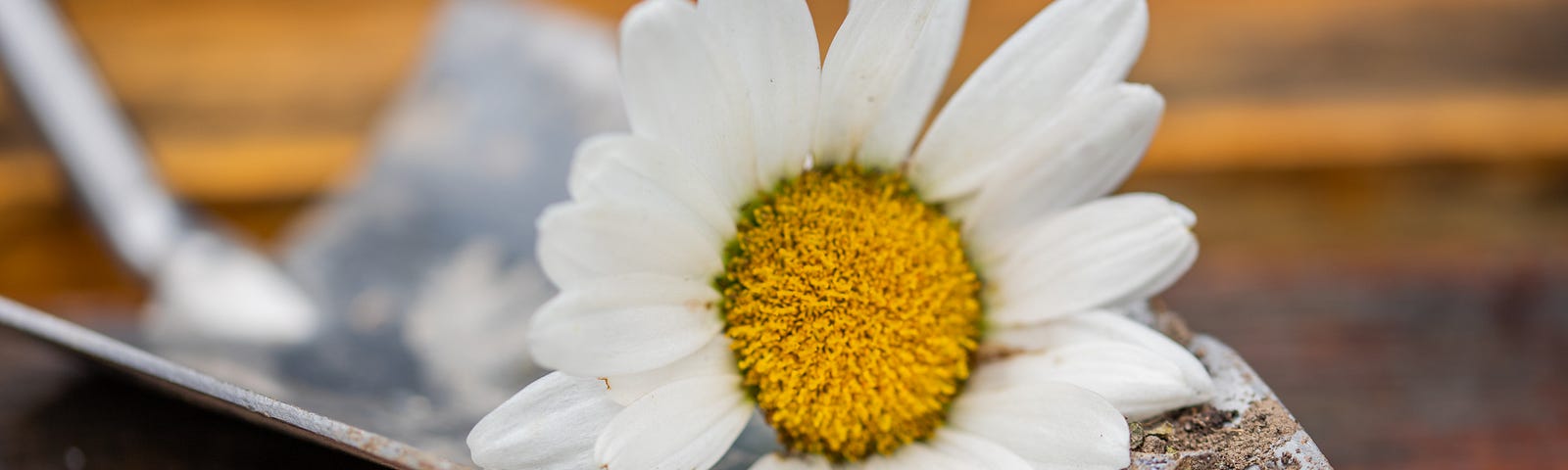 A tiny shovel extends from the upper left of the image. On the utensil sits a single sunflower, its yellow center pointing at us.