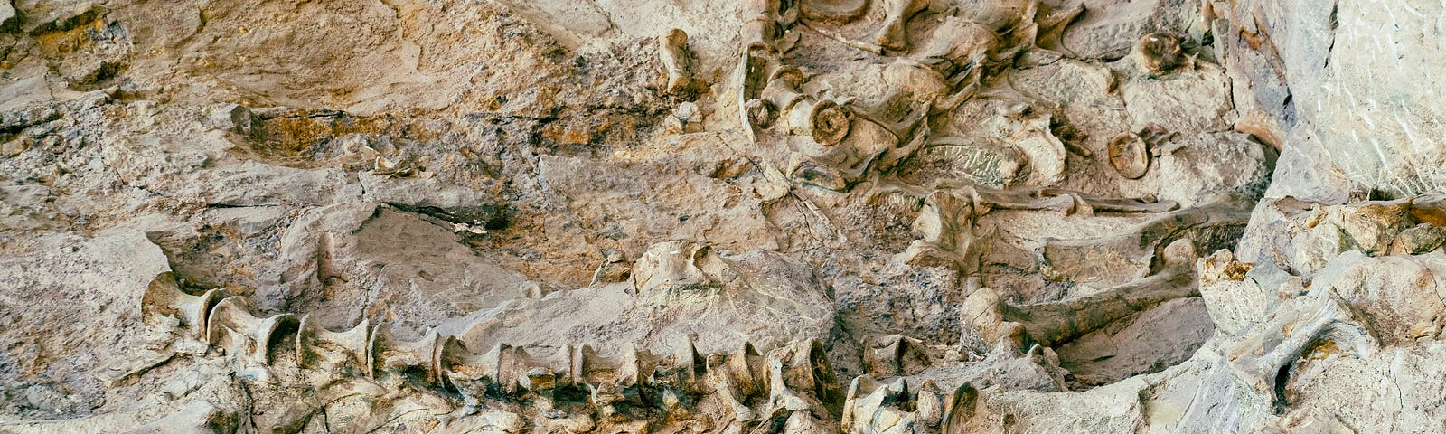 The vertebrae and other fossilised bones of a dinosaur protrude from a beige-coloured rockface.