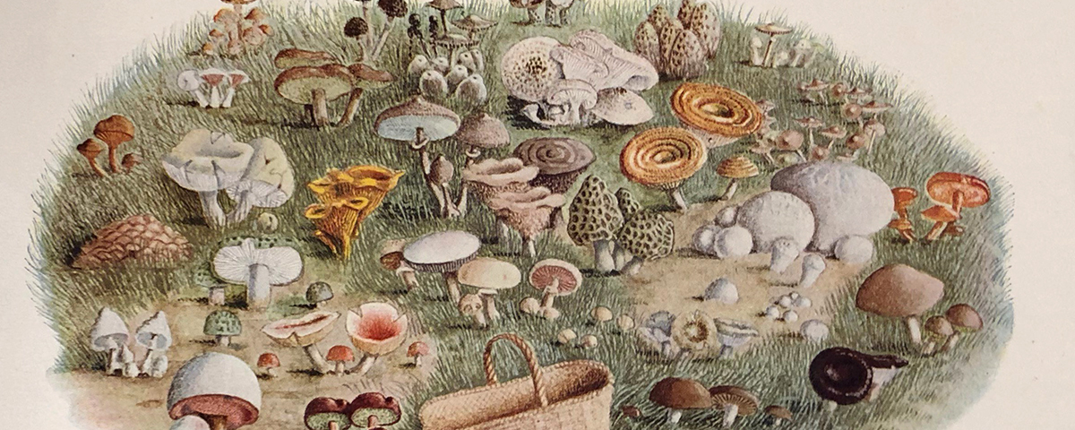 A colorful illustration of toadstools, mushrooms, and fungi in a grassy setting including a little light brown woven basket.