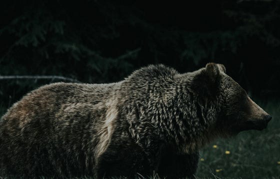 Photograph of a bear in front of a green shadowy background.