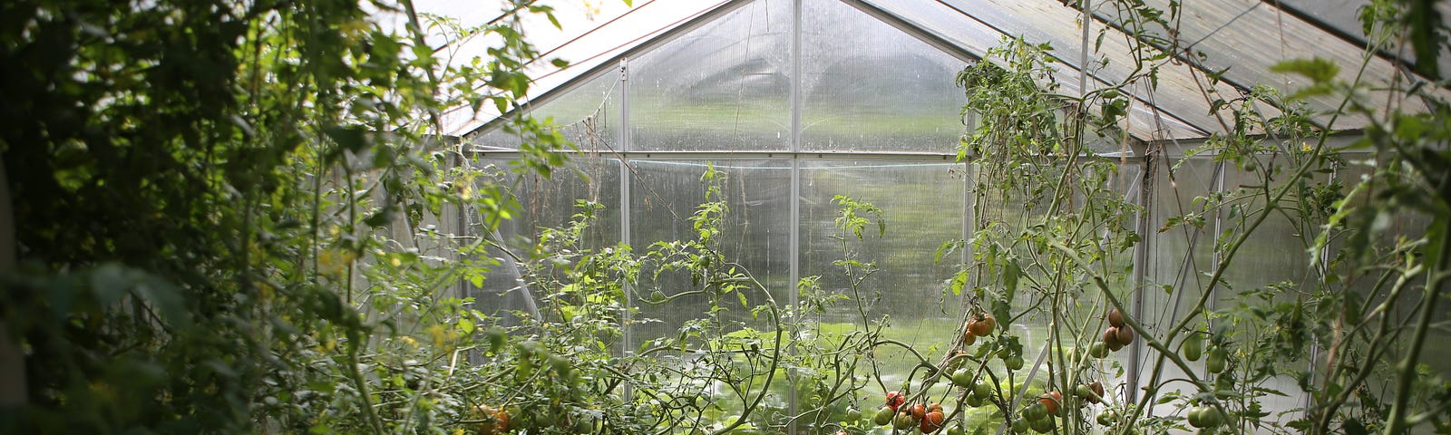 greenhouse