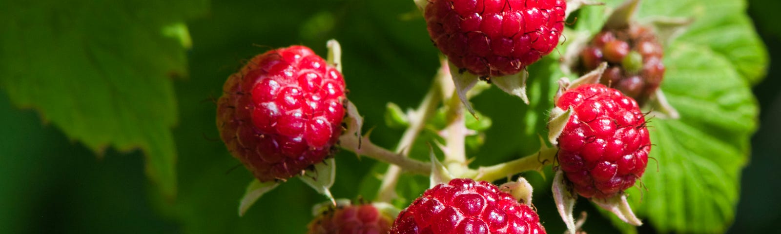 A picture of raspberries on a branch.