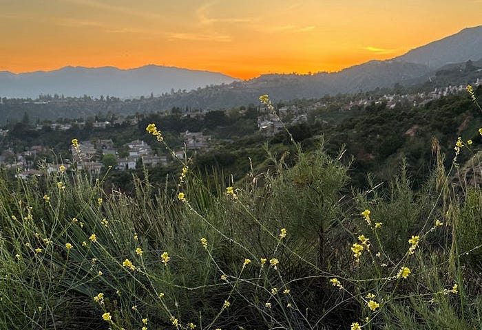 This was my view when I sat waiting to be rescued. Yellow wildflowers in foreground, mountain range in background with orange sunset.