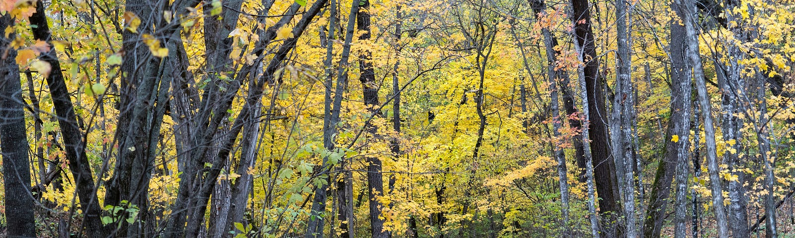 Woodland in Autumn