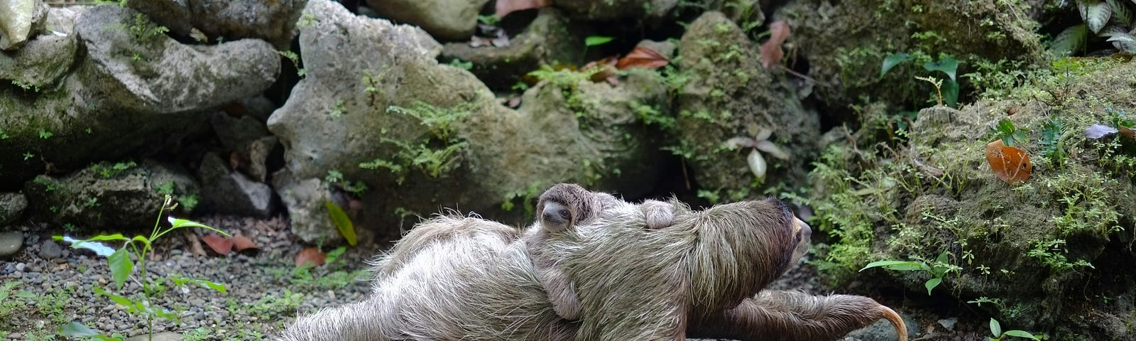 Mama sloth with baby on her back
