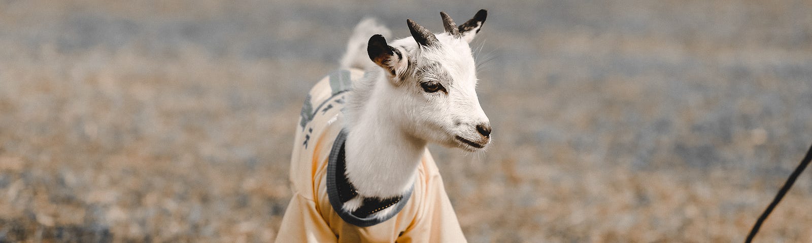 A baby goat, also known as a “kid”