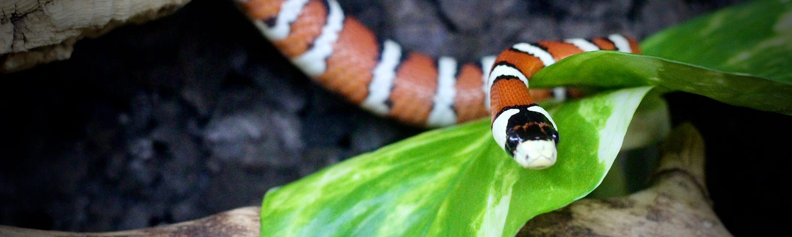 Striped orange, white and black snake, its head resting on leaf
