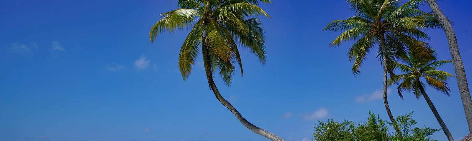 Green topped palm trees, growing out of a stretch of white sand, lean over a turquoise sea, silhouetted against a rich azure and cloudless sky.