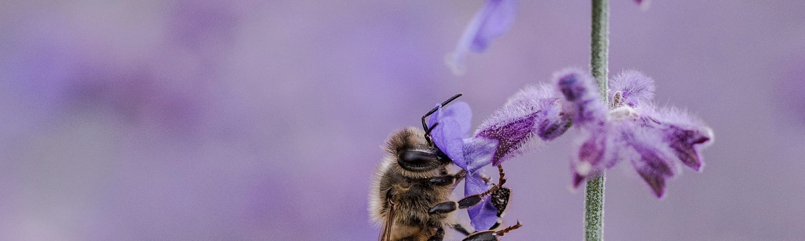 a bee clinging to a stalk of flowers