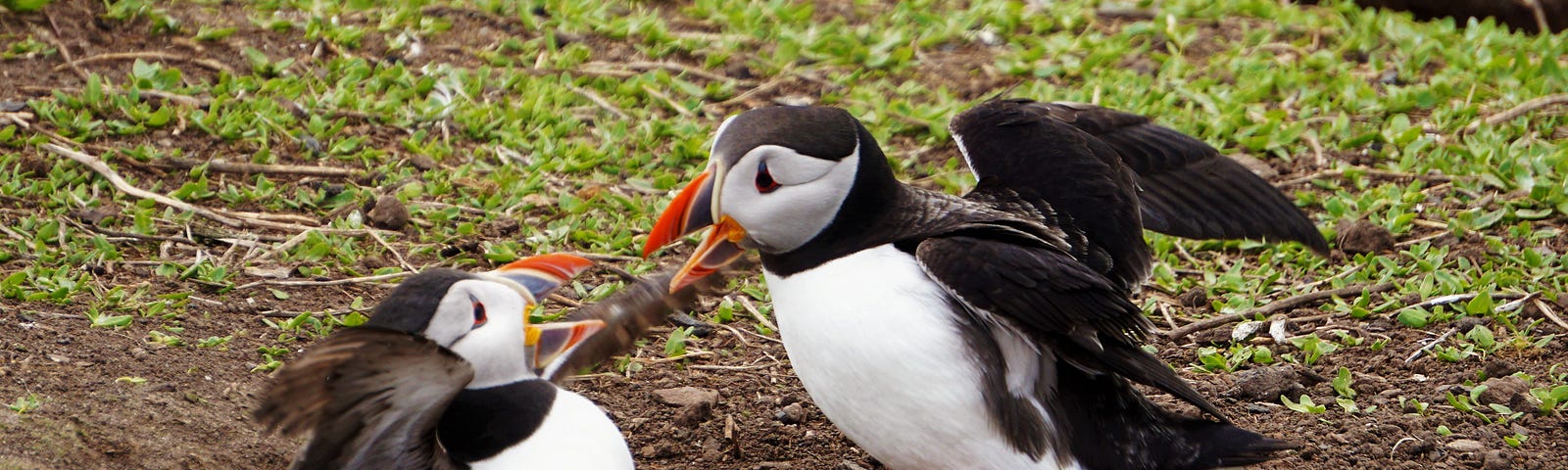 Two birds that look like they are arguing