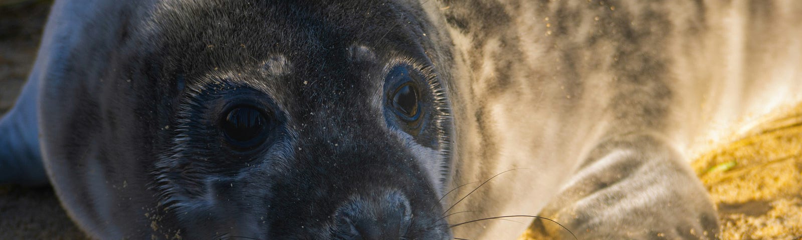 A seal pup…