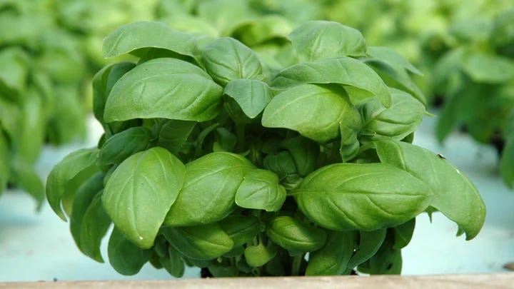 To maintain a hydroponic basil garden, water the plants regularly and use a nutrient solution designed explicitly for hydroponic gardens. Regularly inspect the plants for pests and diseases, and remove any pests you find immediately. You can also try using traps or insecticidal soap to control pests. Remember to provide six to eight hours of sunlight per day and avoid over-fertilization to prevent damaging the roots of your plants.