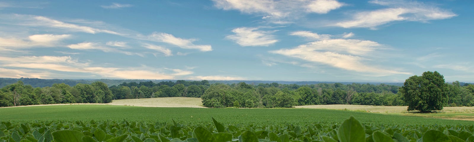 an expanse of green soybean fields under a blue sky dotted with clouds