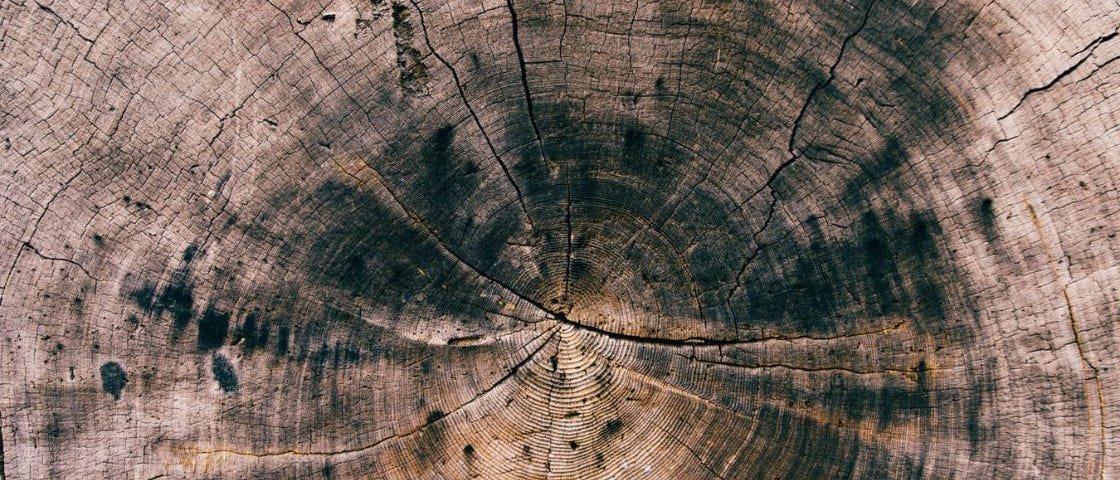 The growth rings on the inside of a tree trunk.