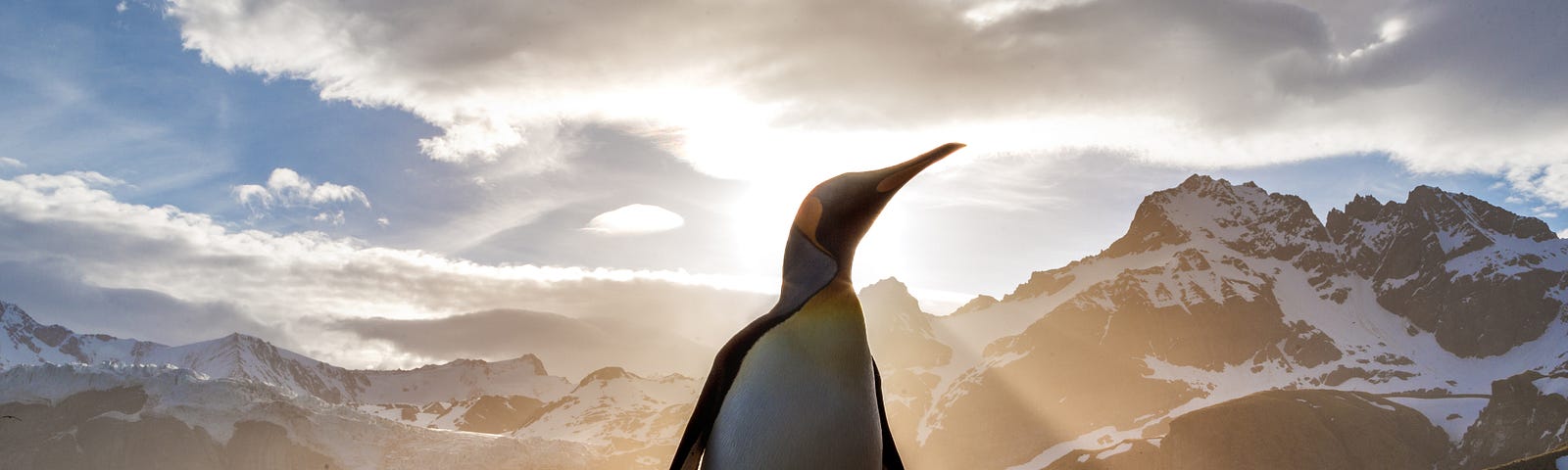 A penguin standing in front of a sunset.