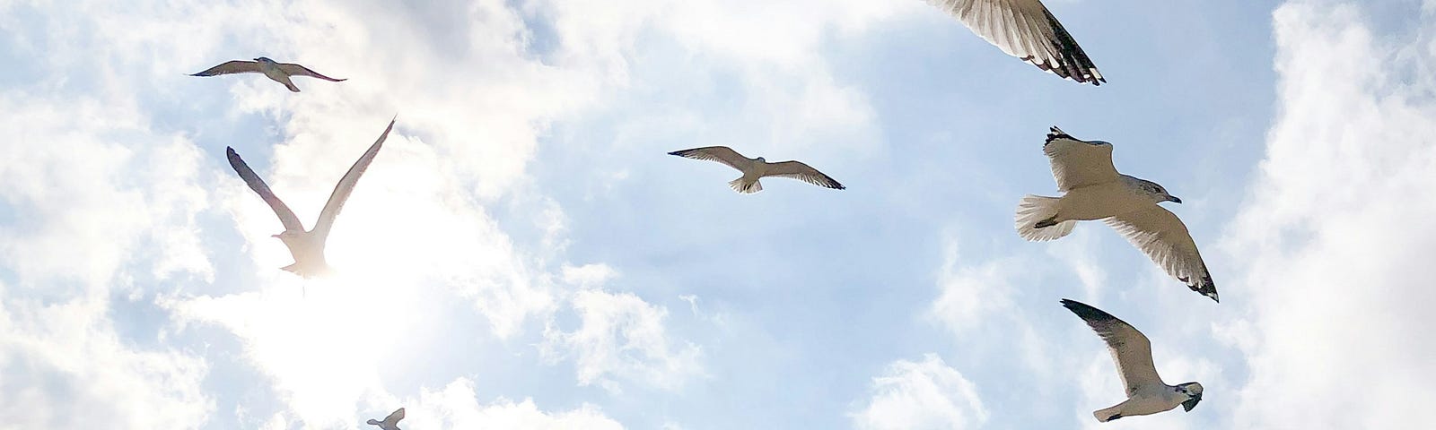 Flying seagulls in the blue sky