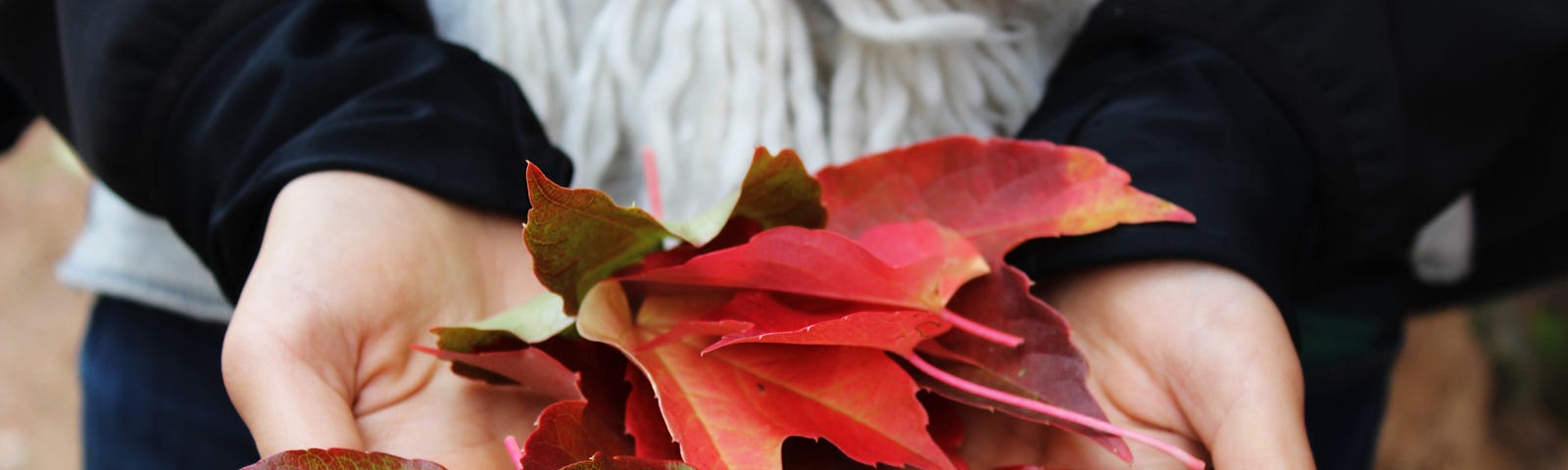 a woman holds our a handful of bright red and crimson fall leaves