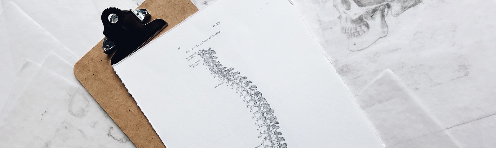 Pencil drawing (on white paper) of a lateral view of the spine (bones). The picture sits on a clipboard, which in turn is on several white papers depicting various bones of the human body.