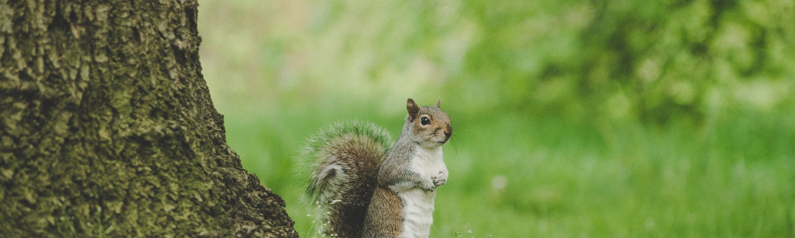a squirrel is waiting under a tree