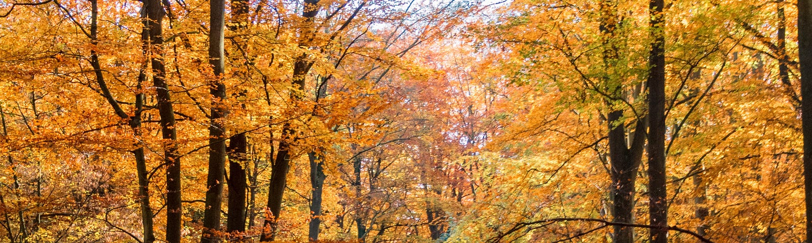 A woman in the woods walks away from us, surrounded by trees with yellow, green, and orange leaves. Walking at least 2.5 miles per hour can significantly drop Type 2 diabetes risk, according to a new analysis.