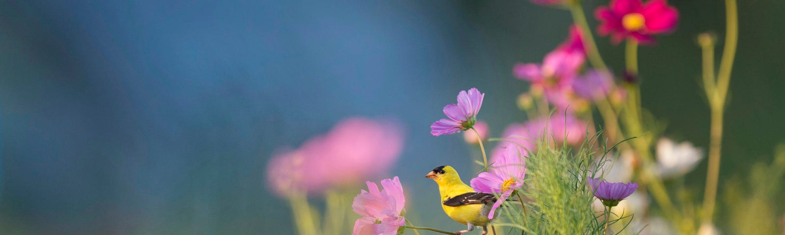 Goldfinch, a yellow bird with black on its head and wing, perched facing left on the stem of a purple flower in a meadow with purple and pink blooms. The goldfinch is New Jersey’s state bird.