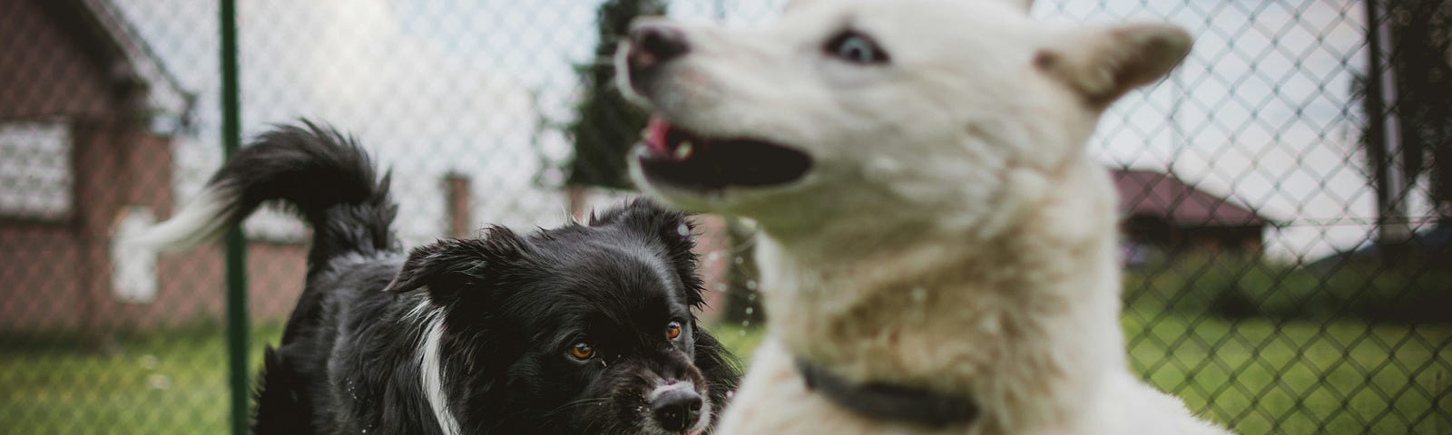 A black and white dog bares its teeth and chases after a white dog.